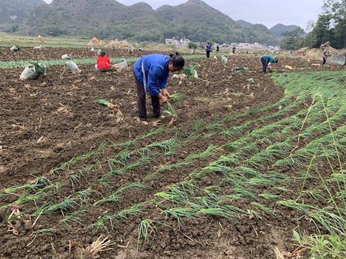 鎮寧馬廠鎮 秋耕冬種正當時，土地輪作促增收