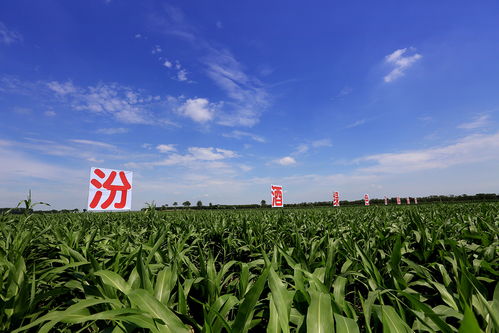 谷香入酒 從一瓶汾酒看中國(guó)農(nóng)耕文明的千年傳承